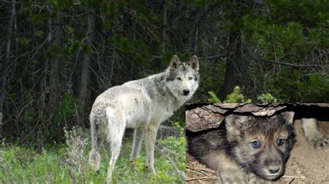 White Wolf : Colorado’s first gray wolf pack since 1940s now has 6 pups