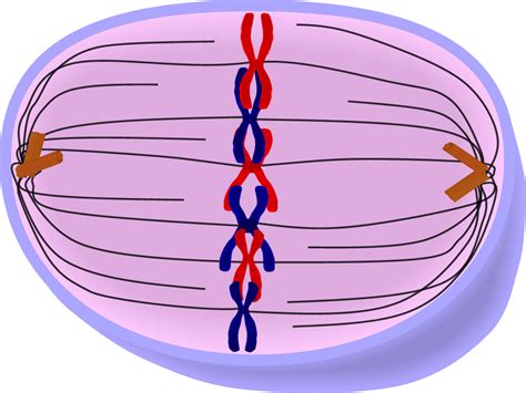 Pin auf BG 4° ESO