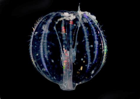 Sea gooseberry, Pleurobrachia bachei