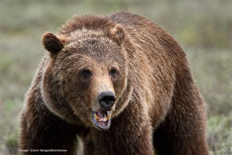 Catching Up With the Grand Teton's Famous Bears — Destination: Wildlife™