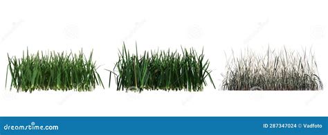 Wild Field Grass, Isolated on White Background Stock Illustration ...