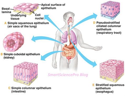 289 best images about histology on Pinterest | Stains, Bone bone and Blood