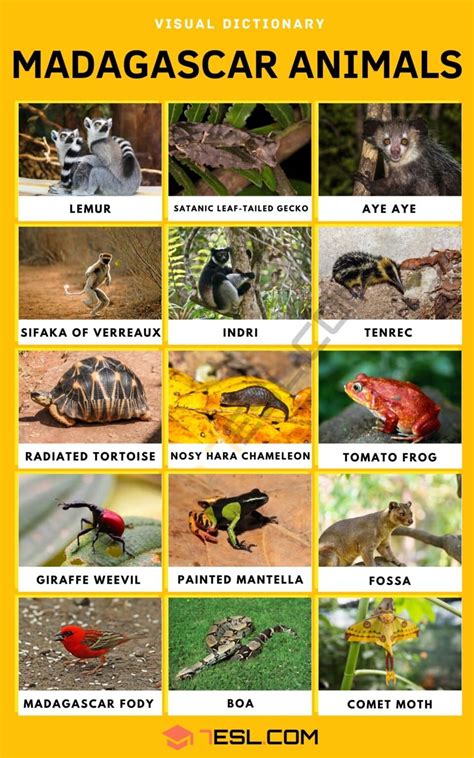 List of Madagascar Animals in English with Pictures • 7ESL