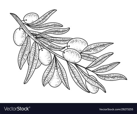 Olive branch sketch Royalty Free Vector Image - VectorStock