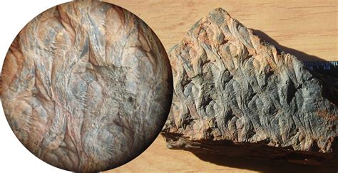 lepidodendron bark - Member Collections - The Fossil Forum