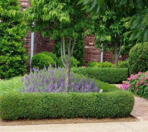 True Dwarf English Boxwood buxus sempervirens suffruticosa #Formalgardens | Boxwood landscaping ...