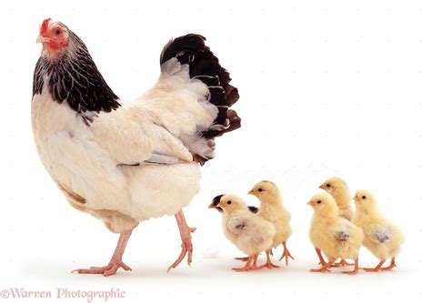 Light Sussex bantam hen and chicks photo WP06716