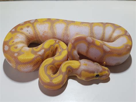 Morph List - World of Ball Pythons