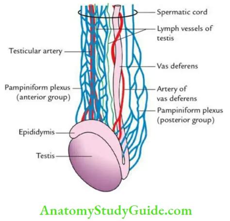 Spermatic Cord: Anatomy And Function - Anatomy Study Guide