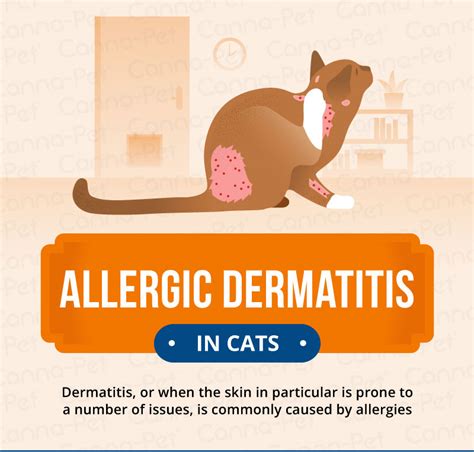 Allergic Dermatitis in Cats: Recognize the Signs | Canna-Pet