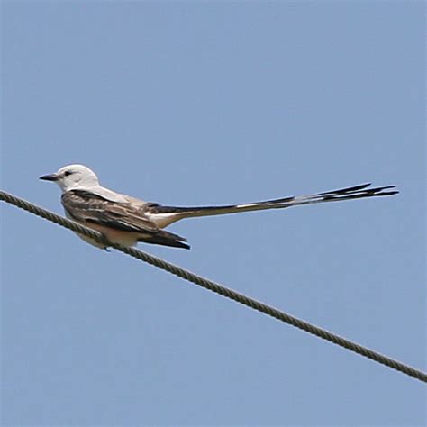 The Oklahoma state bird, the scissortail flycatcher | Flycatcher, State birds, Bird