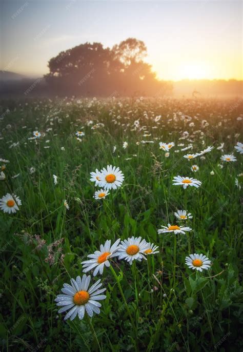 Premium Photo | Majestic daisy field and beautiful summer sunset