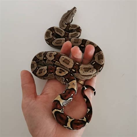 What morph is this boa? - Boa Constrictors - MorphMarket Reptile Community