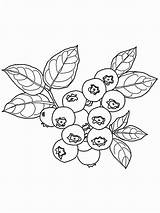 Blueberry Coloring Pages  Best For Kids Fruit sketch template
