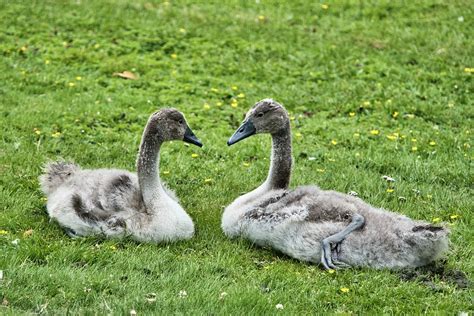 Cygnets Birds Animals - Free photo on Pixabay - Pixabay