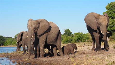 herd of african elephant free image | Peakpx
