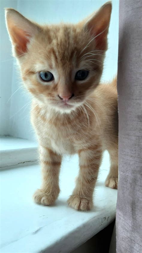 Here is my 2 month old kitten, Ginger! : cats