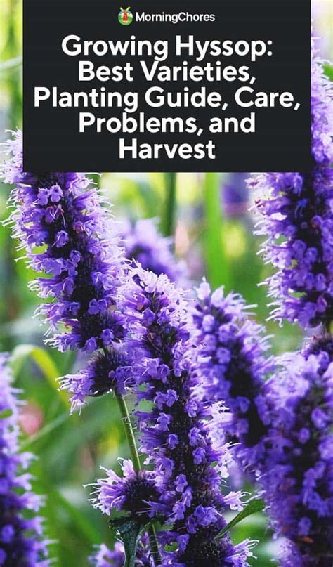 Hyssop Plant: Best Varieties, Growing Guide, Care, Problems, and Harvest