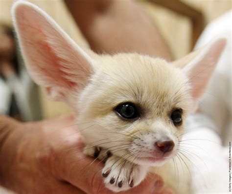 Fennec Fox Animals For Sale | Florida Avenue, FL #177413