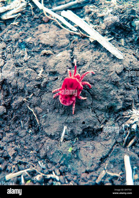 Red Velvet mite Stock Photo - Alamy