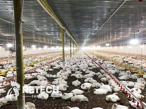 How to avoid summer heat in broiler farming? - RETECH Farming