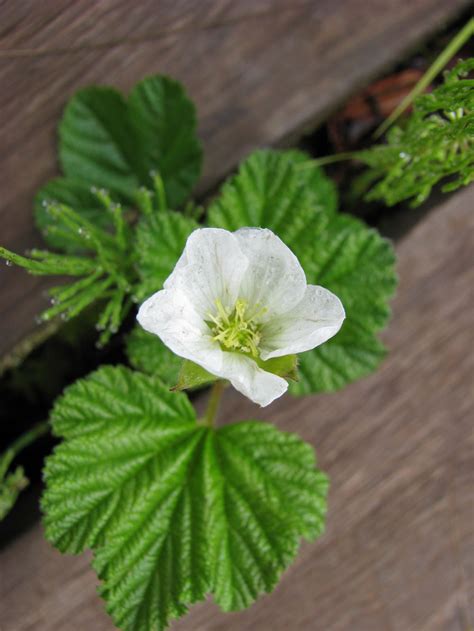 Cloudberry - PlantWatch