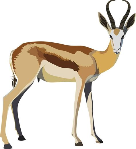 Springbok vector springbuck antelope Antidorcas marsupialis vector ...