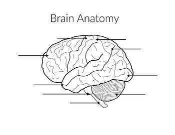 Printable Brain Labeling Worksheet