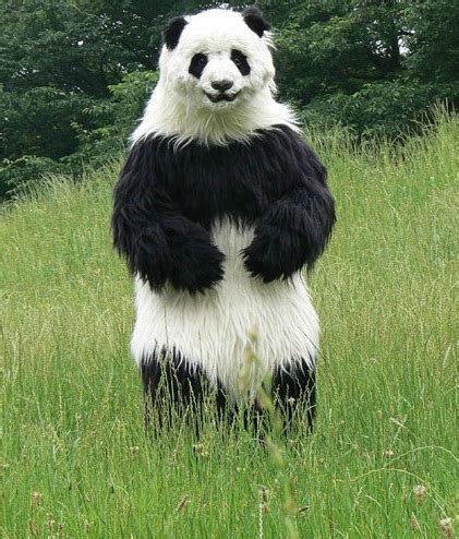 Giant Panda Animal Facts And Pictures | All Wildlife Photographs