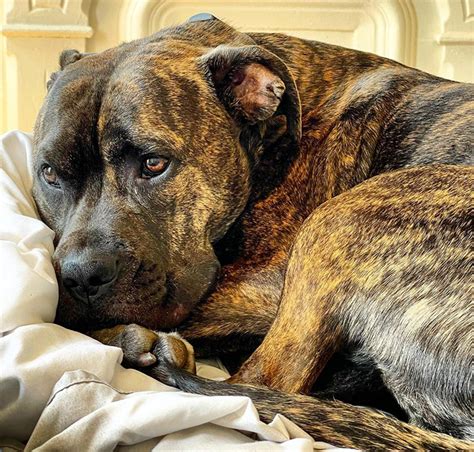 Brindle Pit Bulls - 15 Things You Should Know Before Adopting Or Buying - Ned Hardy