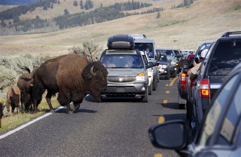 Woman attacked by bison at newly reopened Yellowstone National Park on Wednesday | KTVE ...