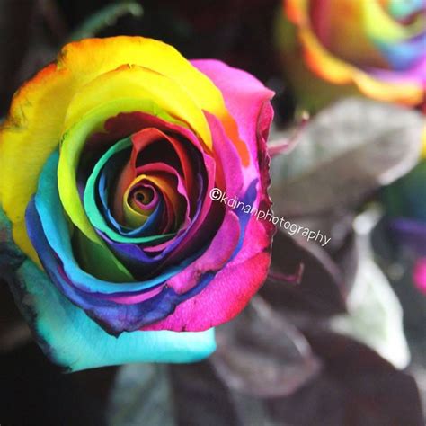 Rainbow Rose. Rainbow Rose | by K.DinanPhotography | Medium