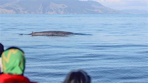 10 Facts You Didn't Know About Pygmy Blue Whales - Auckland Whale & Dolphin Safari