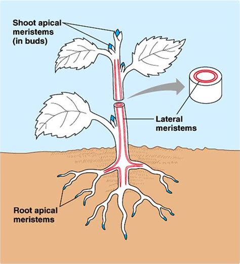 Meristem Essentials