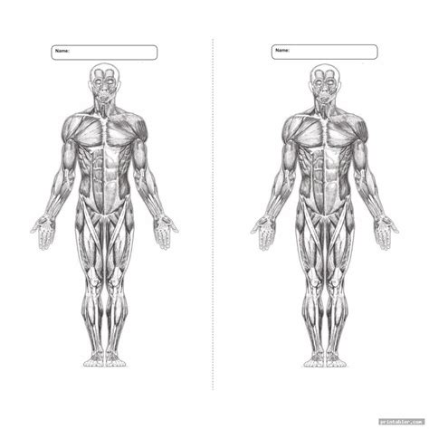 Human Body Diagram Blank Muscle Anatomy Human Muscle Anatomy | My XXX ...