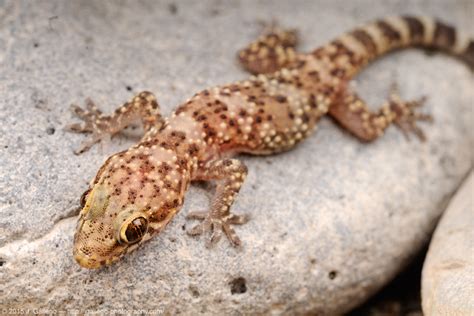 macroinstantes: Salamanquesa rosada (Hemidactylus turcicus) (VII)