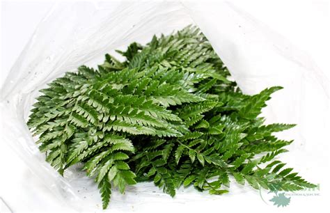 Leatherleaf — Fresh Floral Greenery — FREE FedEx Shipping - Albin Hagstrom & Son