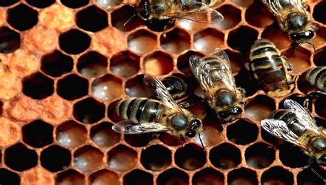 The Kenyan Top Bar Hive | Beekeeping NaturallyBeekeeping Naturally