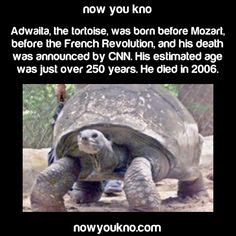 A tortoise “Adwaita” lived to be 255. To put it into perspective, he was born before the USA ...