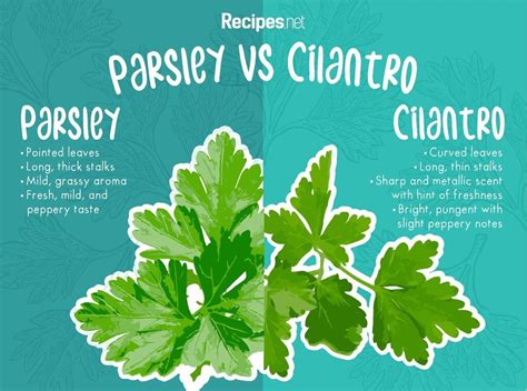 Parsley vs Cilantro: 4 Main Differences You Should Know - Recipes.net