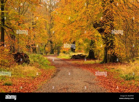 Autumn colours, Savernake Forest, near Marlborough, Wiltshire, UK Stock Photo - Alamy