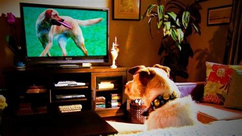 The Best Dog TV Shows To Watch With Your Pet