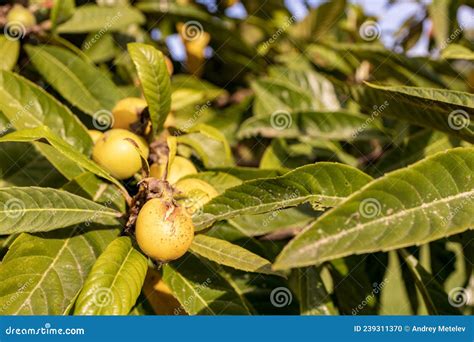 Medlar Fruit on a Tree with Green Leaves Stock Photo - Image of ripe ...