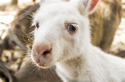 Albino kangaroo at Parndana Wildlife Park | Cute creatures, Wildlife park, Wildlife