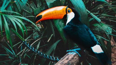 Toucan Fact Sheet | Blog | Nature | PBS