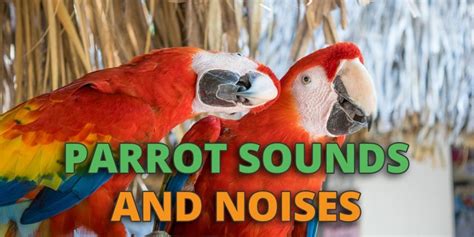 Parrot Sounds & Parrot Noises: The What, Why and How Of These Birds