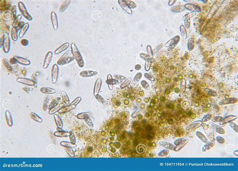 Tetrahymena is a Genus of Unicellular Ciliated Protozoan Stock Photo - Image of microorganism ...