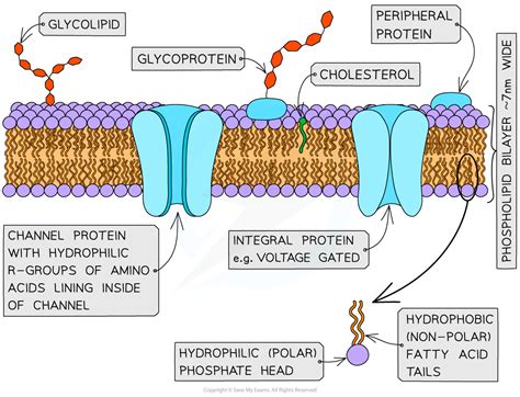 CIE A Level Biology复习笔记4.1.1 The Fluid Mosaic Model-翰林国际教育