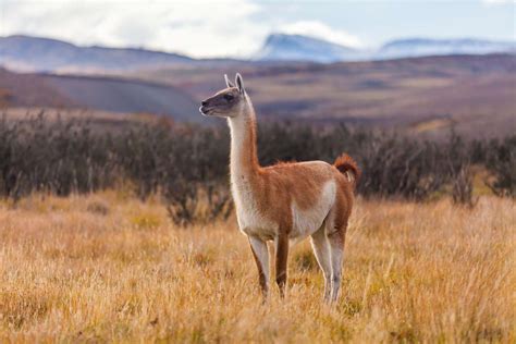 Guanaco Facts (Lama guanicoe)