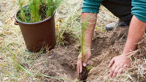 Pre-Planting Seedling Care: How to Achieve Beautiful Seedlings